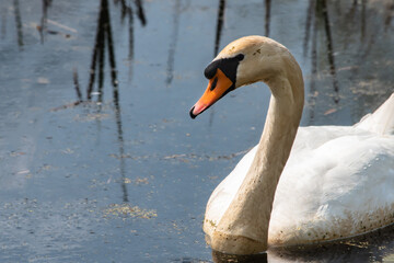 A swan swimming on a small pond