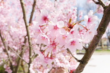 Sakura cherry blossoms over blue sky