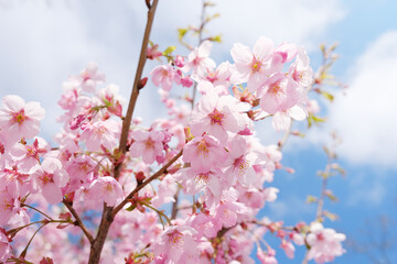 Fototapeta na wymiar Sakura cherry blossoms over blue sky