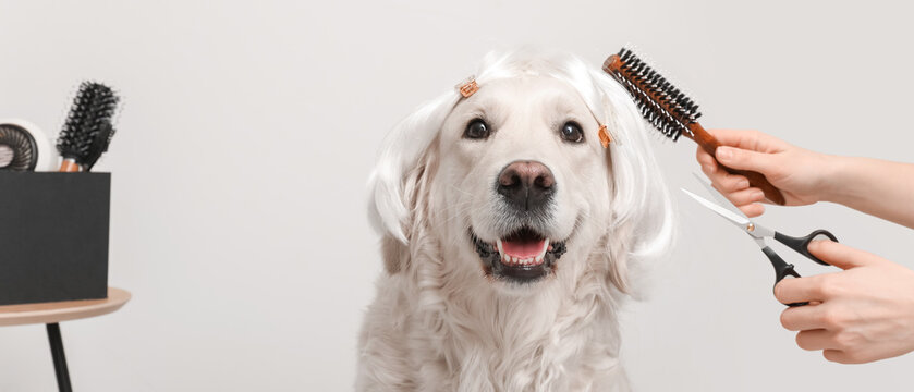 Groomer taking care of cute dog in wig on light background