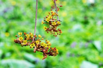Maple branches on a background of green grass closeup