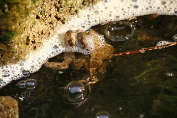Villa d'Este, Tivoli