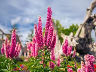春の花壇に咲くルピナスの花