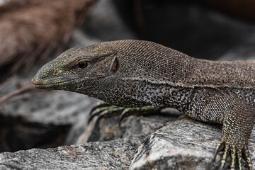 A monitor lizard basks on a large stone