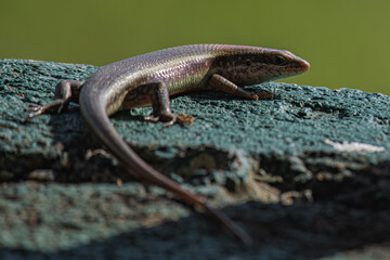 Lizard on the concrete base of the fence