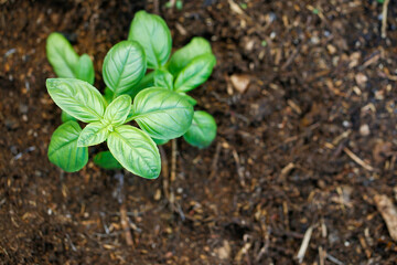 basil plant in soil with copy space. Farm-to-table concept from respectful agriculture
