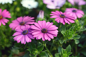 Obraz premium blooming flower