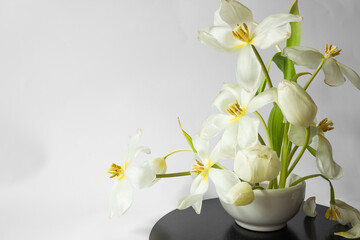  Ikebana of beautiful white tulips on kenzan in white vase. Eco trends. For easter decoration in spring at home.