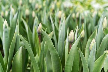 Obraz premium A lot of tulips with buds on a flower bed in the park closeup