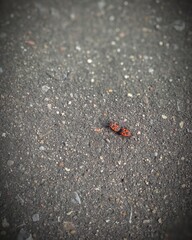 ladybug on a leaf