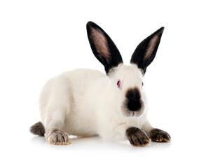 Californian rabbit in studio