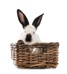 Californian rabbit in studio