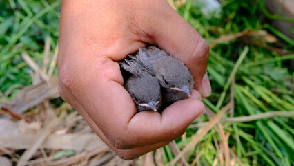 Man holding cute birds, holding small birds, beautiful footage of man holding small birds, man saving and holding small birds, carrying cute bird, earth day activities, earth day concept