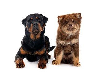 Finnish Lapphund and rottweiler in studio