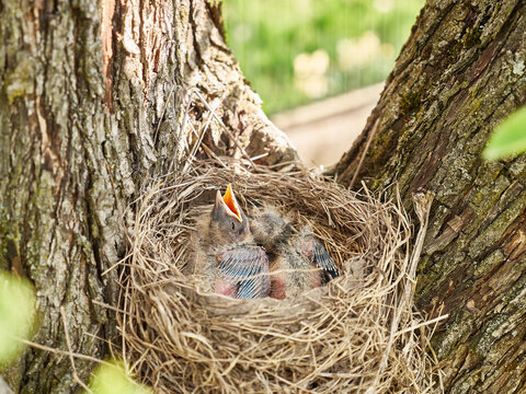 Newborn blackbird chicks sitting in the nest open their beaks wide in search of food. Natural selection and life of blackbirds in the wild.