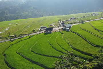 Fototapeta na wymiar Beautiful ricefield in Kendal Village, Indonesia. Morning view 