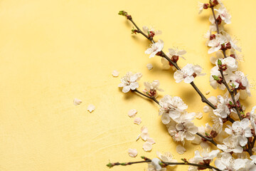 Blooming spring branches on yellow background