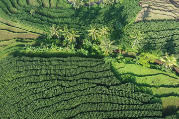 Beautiful ricefield in Kendal Village, Indonesia. Morning view
