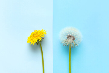 Different dandelions on blue background