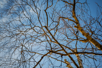 Tree branch silhouette over blue sky background.