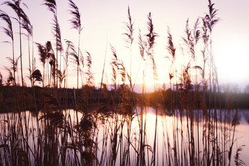 lake and reeds in the foreground at sunset