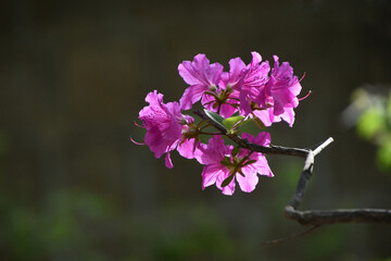 영산홍, Rhododendron sp. , 映山紅
