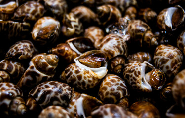 Fresh sweet clams for sale at Baan Na Kluea Seafood Market, Pattaya, Thailand.