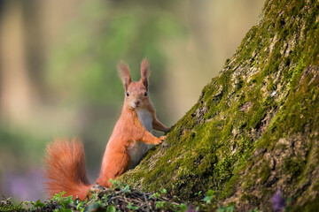 Close-up of a red squirrel on the tree