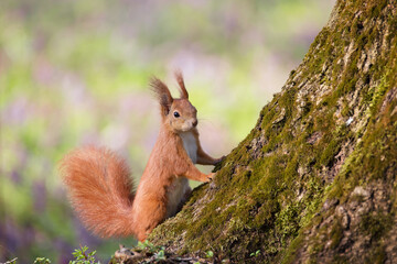 Naklejka na ściany i meble Close-up of a red squirrel on the tree