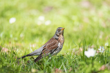 Single Fieldfare bird on the flower meadow