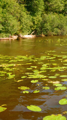 Green water lily leaves in river or lake