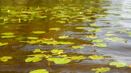 Fototapeta na wymiar Green water lily leaves in river or lake
