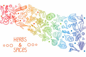 Herbs and spices, hand-drawn doodle-style elements. Layout of packaging on a white background. Rainbow of aromatic plants. Culinary. Postcard design. Sketch style.