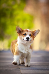 
welsh corgi pembroke
