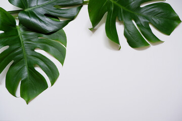 Green monstera leaves on white background. Summer, Tropical concept green leaf composition.  © Lala