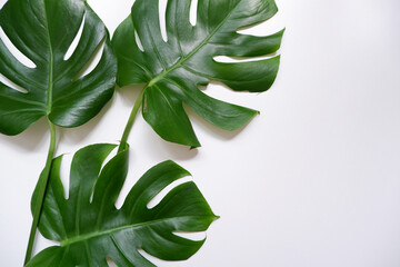 Fototapeta na wymiar Green monstera leaves on white background. Summer, Tropical concept green leaf composition. 