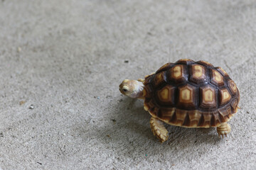 Cute little sulcata turtle exotic pet walk around in the house, slow animal, It love eat plant and vegetable
