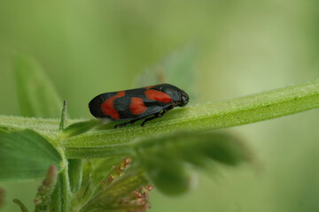 Closeup on a colorful Red-and-black Froghopper , Cercopis vulnerata