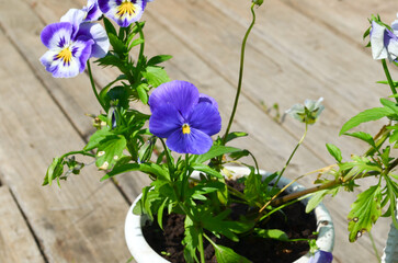 Purple and white pansies flowers in the garden on sunny day