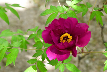 Obraz premium 모란, 牧丹, Tree Paeony