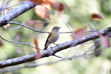 縄張りを主張するルリビタキ メス