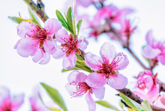 Close up of pink Spring blossom flowers on peach tree in springtime against a blue sky. Sized to fit popular social media and web banner.