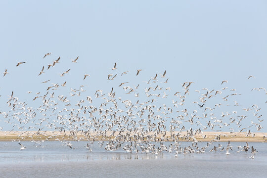 Seagulls fly over lake in Palmarin, Senegal, Africa. African landscape, scenery, nature. Senegalese nature, bird. Reserve in Senegal, Africa. Bird migration. Many wild seagulls. Atlantic ocean, sea