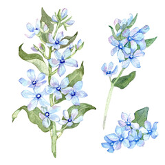 Oxypetalum flowers watercolor illustration. Blue flowers set isolated on white background. Hand drawn painting.