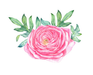 Ranunculus watercolor illustration. Pink flower with leaves isolated on white background. Hand drawn painting.