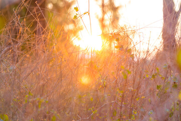 Sunset light shade on meadow grass nature backgroud