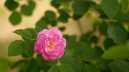 Blooming pink roses in the garden. Rosehipr oses on the Bush. Growing roses in the garden