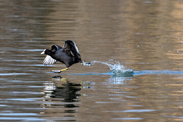 Eurasian coot, Fulica atra chasing each other by running across the water