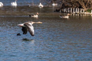 The flying greylag goose, Anser anser is a species of large goose
