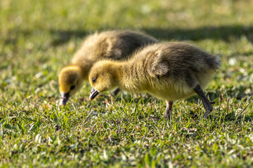 Beautiful yellow fluffy greylag goose baby gosling in spring, Anser anser